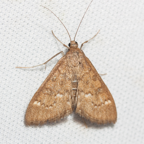 Mecyna mustelinalis photo 5