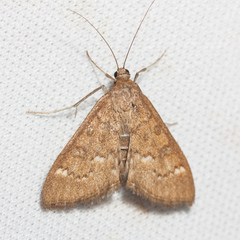 Mecyna mustelinalis