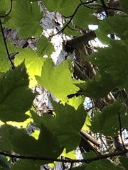 Acer pensylvanicum