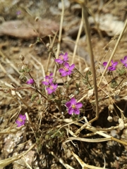 Spergularia purpurea