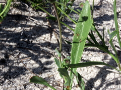 Othonna digitata