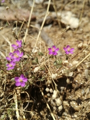 Spergularia purpurea