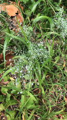 Eragrostis amabilis