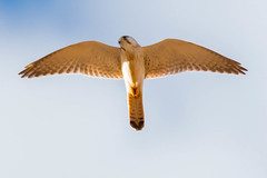 Falco cenchroides cenchroides