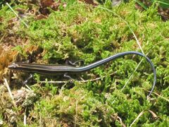 Plestiodon finitimus