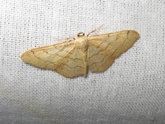 Idaea aversata