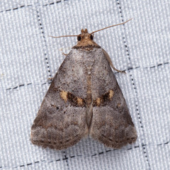 Hyperstrotia flaviguttata