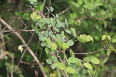 Galactia brachystachys