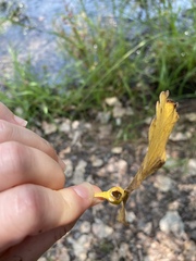 Pemphigus obesinymphae