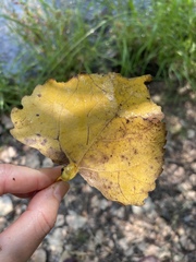 Pemphigus obesinymphae