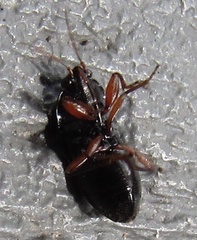 Delochilocoris illuminatus