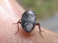 Delochilocoris illuminatus