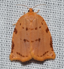 Archips rileyana
