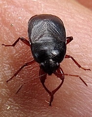 Delochilocoris illuminatus
