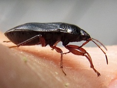 Delochilocoris illuminatus