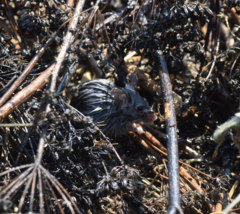 Peromyscus californicus