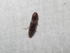 Stenagostus rhombeus