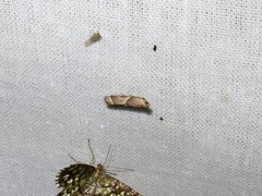 Nyctegretis lineana