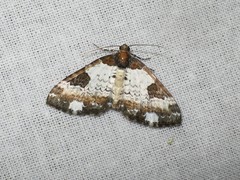 Melanthia procellata