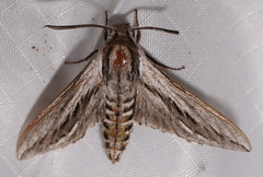 Sphinx dollii