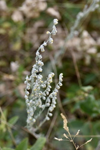 fringed sagebrush