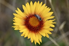Coelioxys rufitarsis