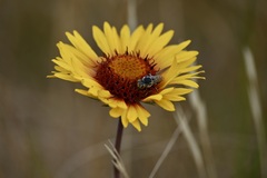 Coelioxys rufitarsis
