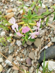 Saponaria officinalis