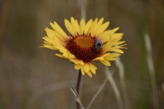 Coelioxys rufitarsis