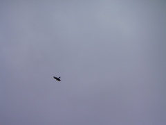 Accipiter nisus