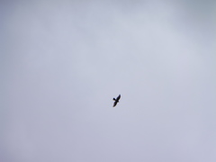 Accipiter nisus