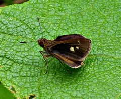 Vehilius stictomenes stictomenes