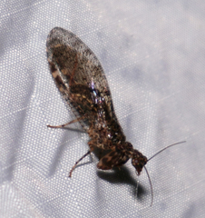 Plega dactylota