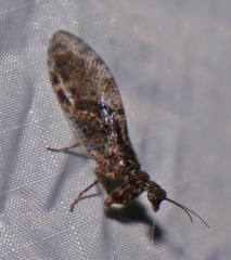 Plega dactylota