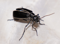 Epicauta cinctipennis