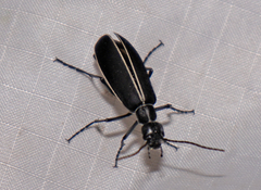 Epicauta cinctipennis