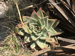 Echeveria agavoides