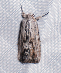 Catabenoides