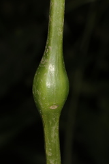 Neolasioptera impatientifolia