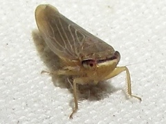 Chlorotettix necopinus