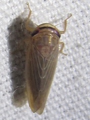 Chlorotettix necopinus