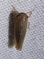 Chlorotettix necopinus