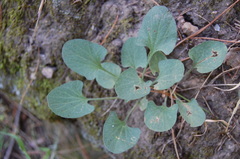 Calystegia subacaulis