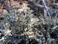 Cladonia multiformis