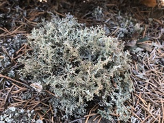 Cladonia multiformis