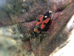 Horvathiolus superbus