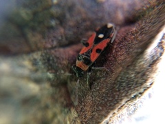 Horvathiolus superbus