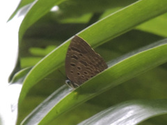Arhopala athada