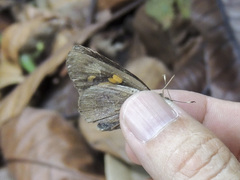 Erionota torus