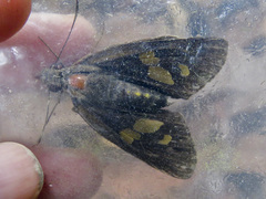Erionota torus